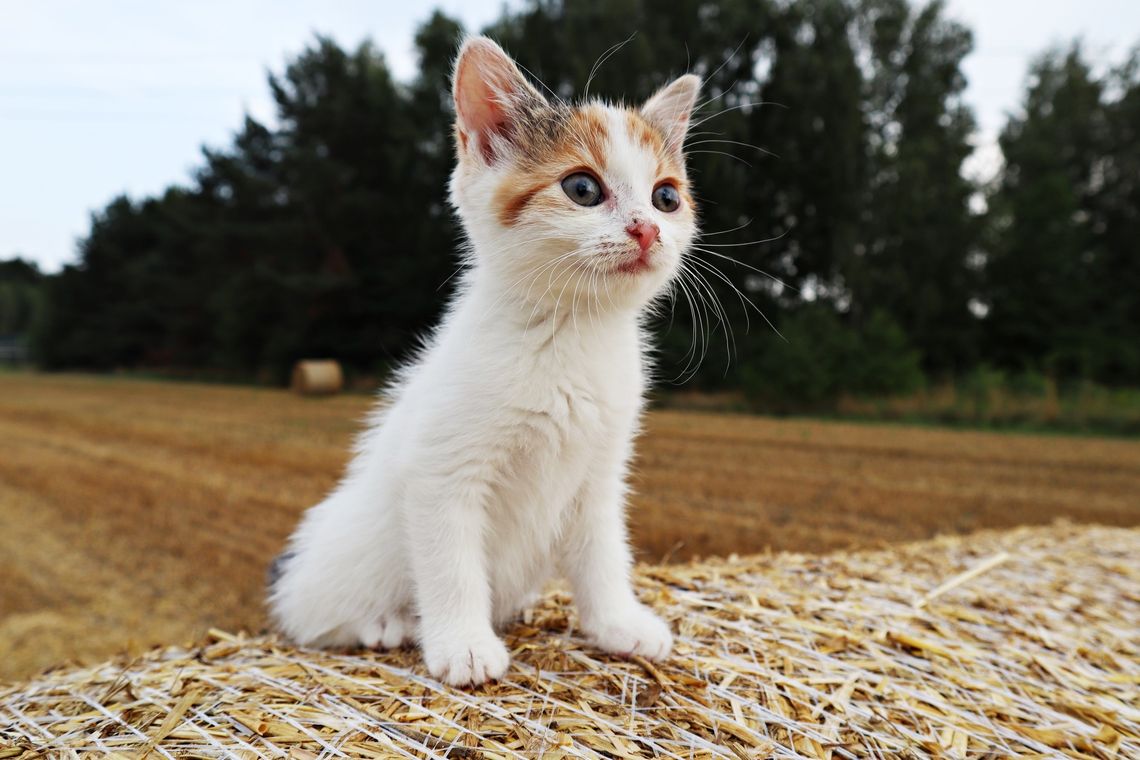 Kociaki z Gostynina szukają nowych domów