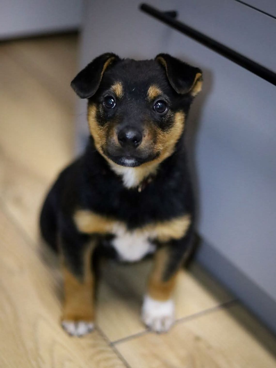 Komo, Kajko i Koko szukają nowych domów