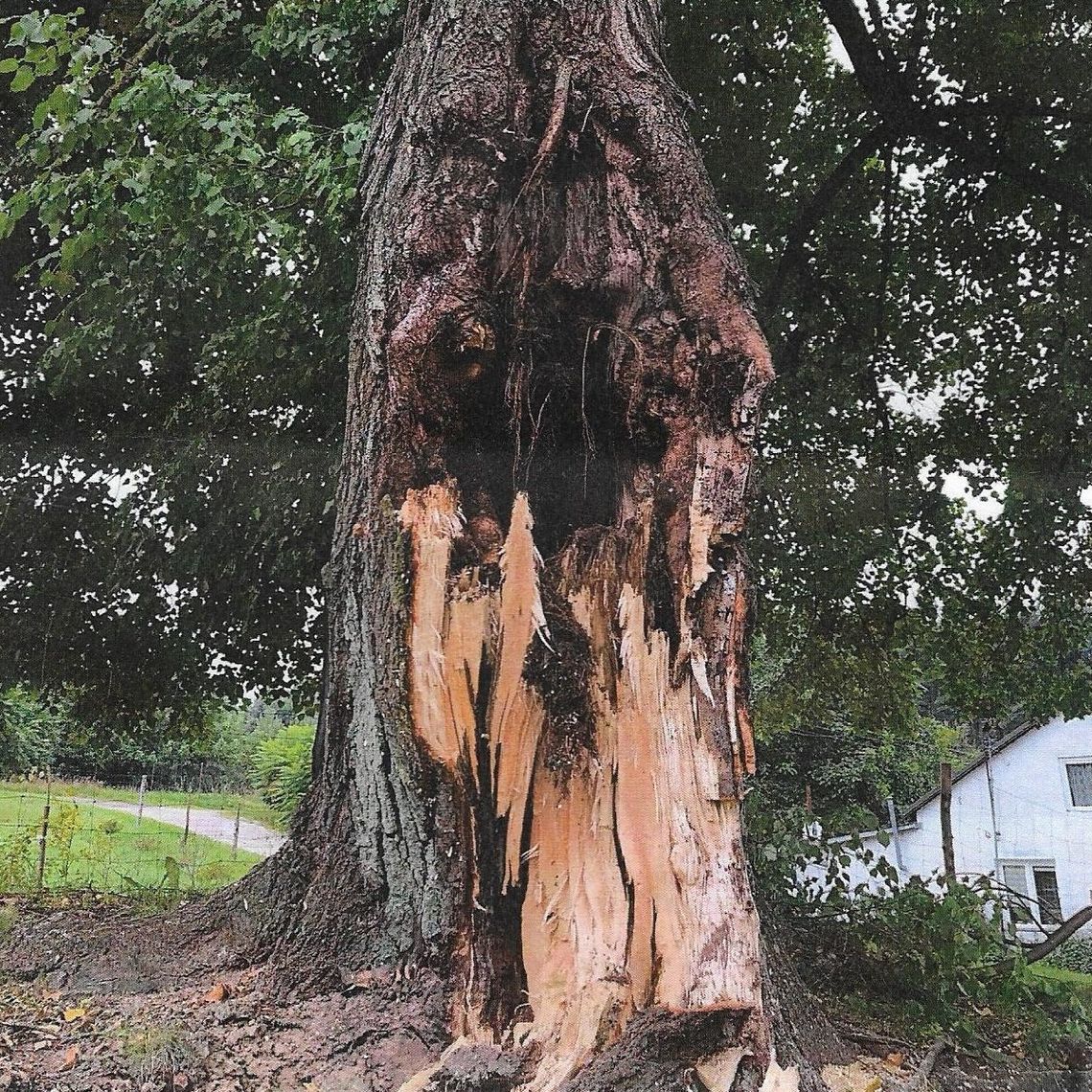 Powyżej zdjęcie przedstawiające stan wyciętego drzewa.