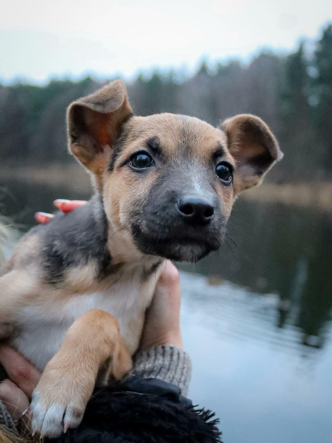 Malutka Foczka szuka kochającego domu