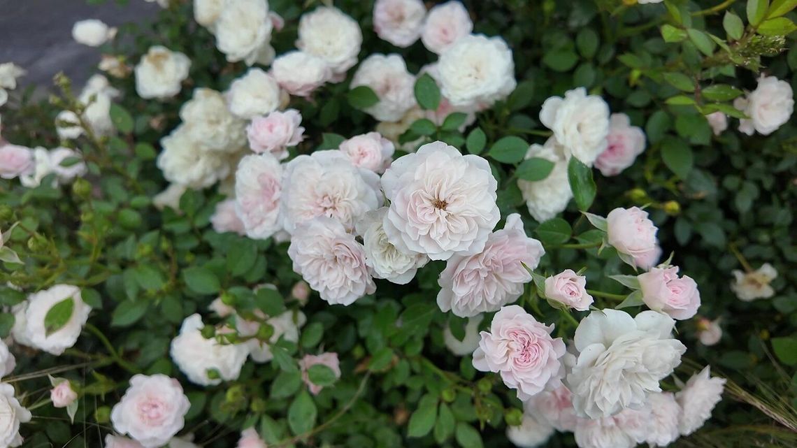 Miniaturowe róże do ogrodu i na balkon – jak wybrać najlepsze odmiany?