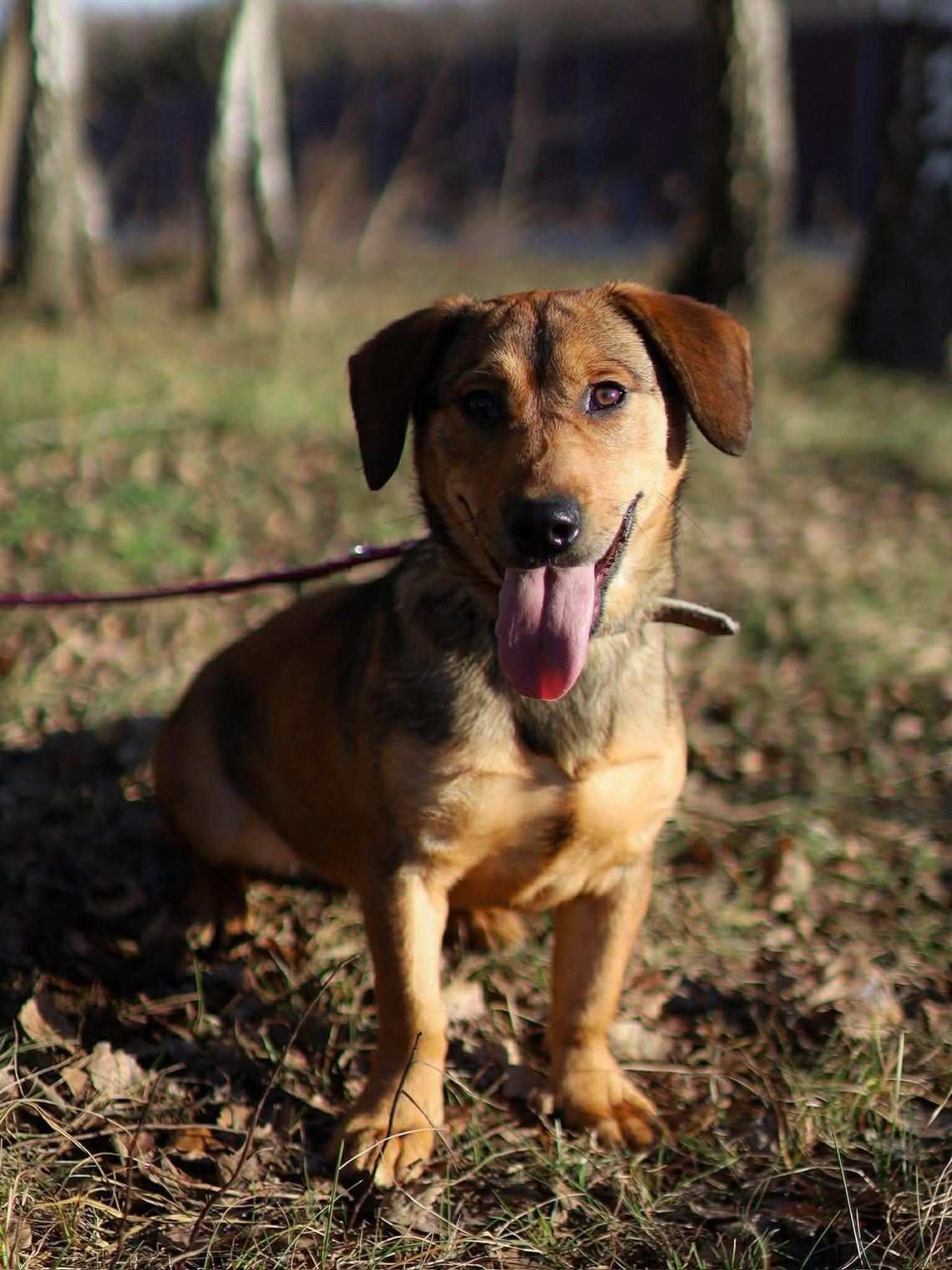 Mufka czeka na miłość