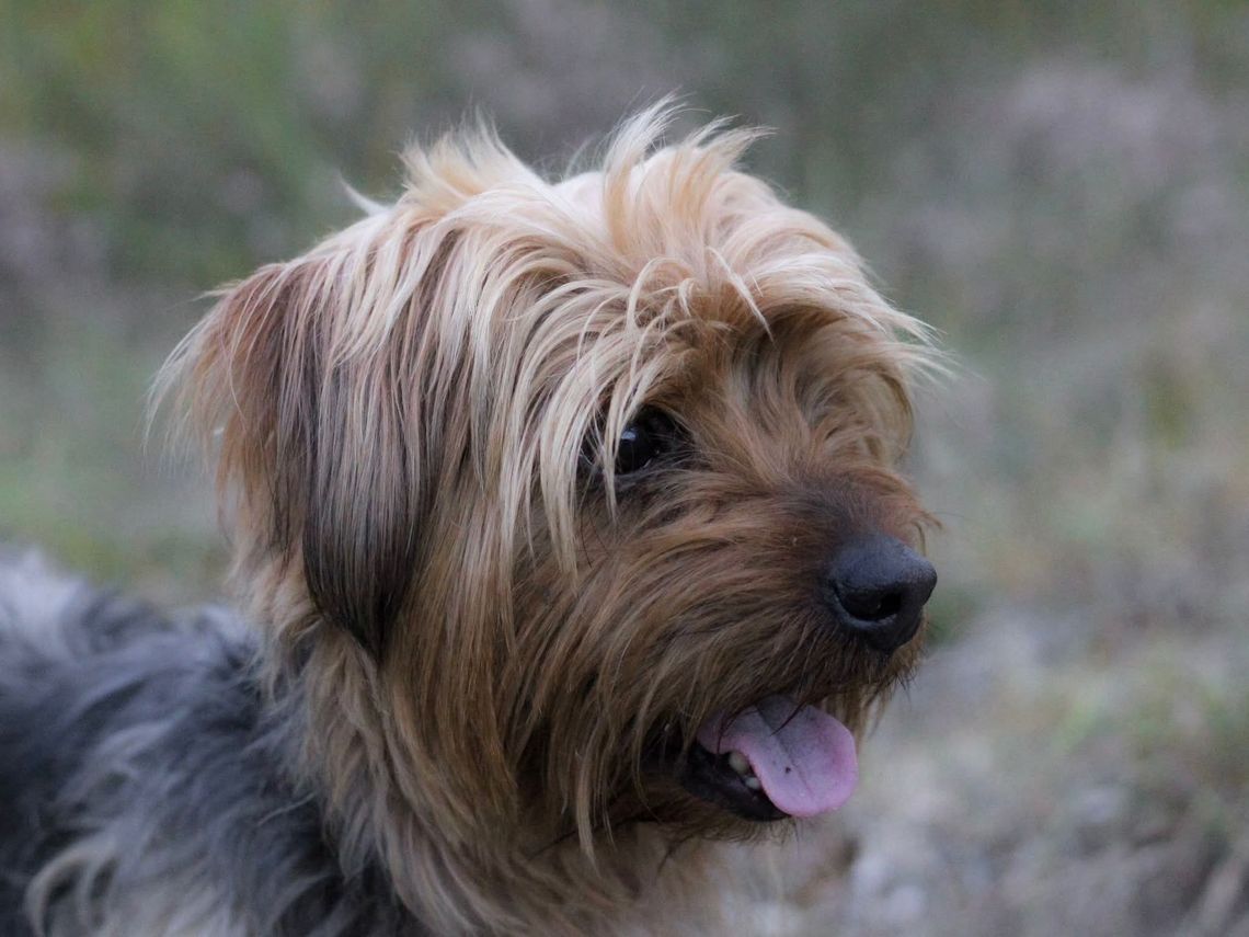 Namiś czeka na najlepszy dom pod słońcem