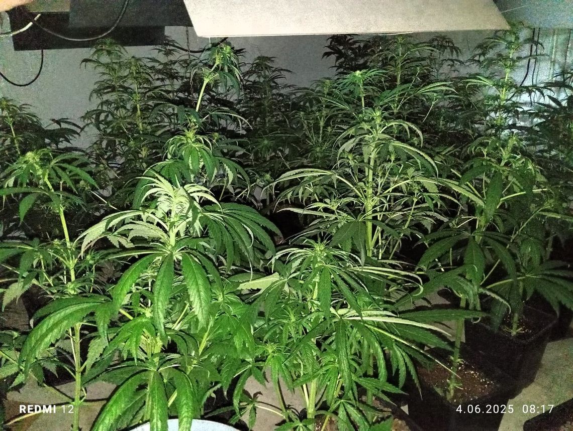 Nielegalna plantacja marihuany we Władysławowie zlikwidowana