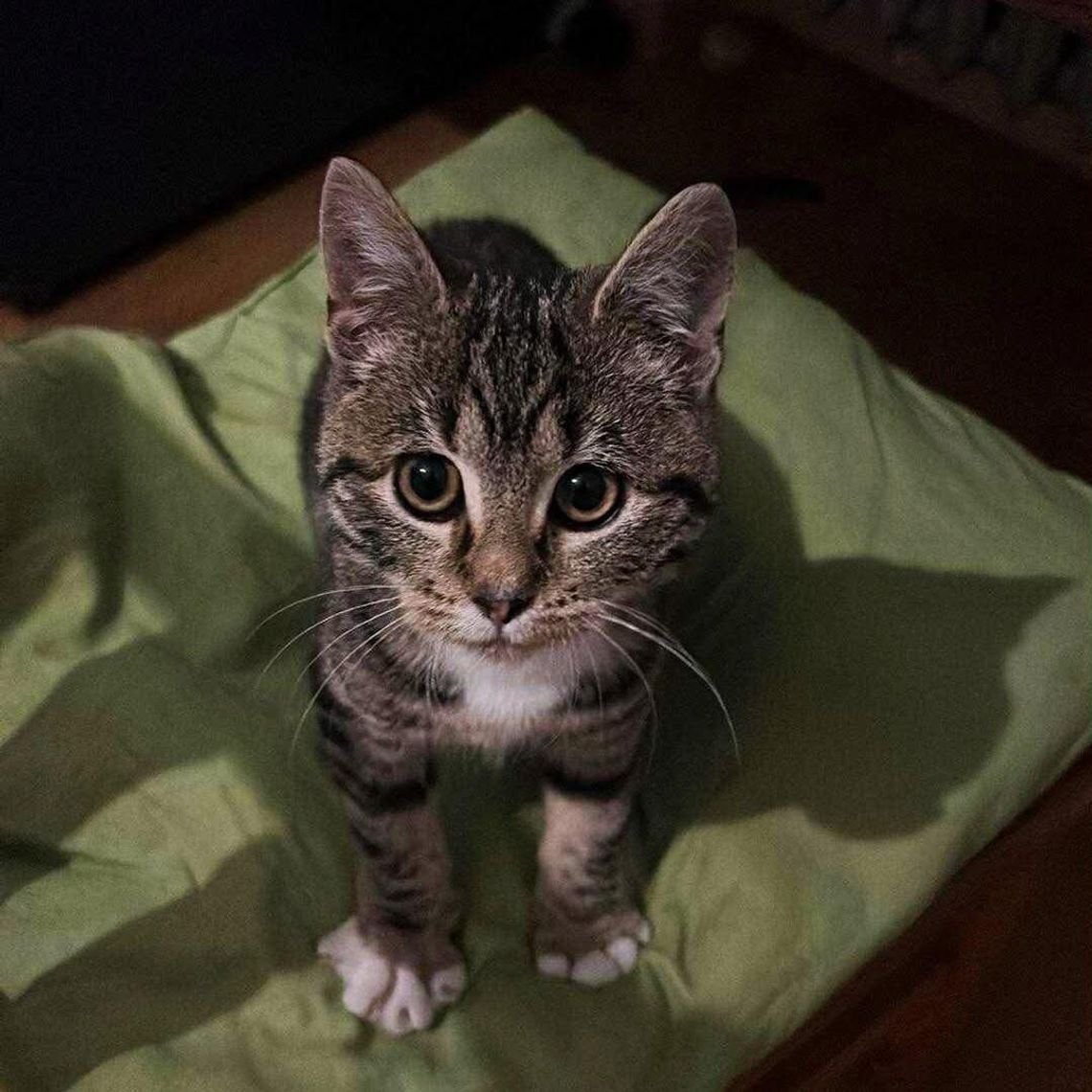 Piękna Sunny czeka na nowy dom... I czeka i czeka... Może właśnie na Ciebie?