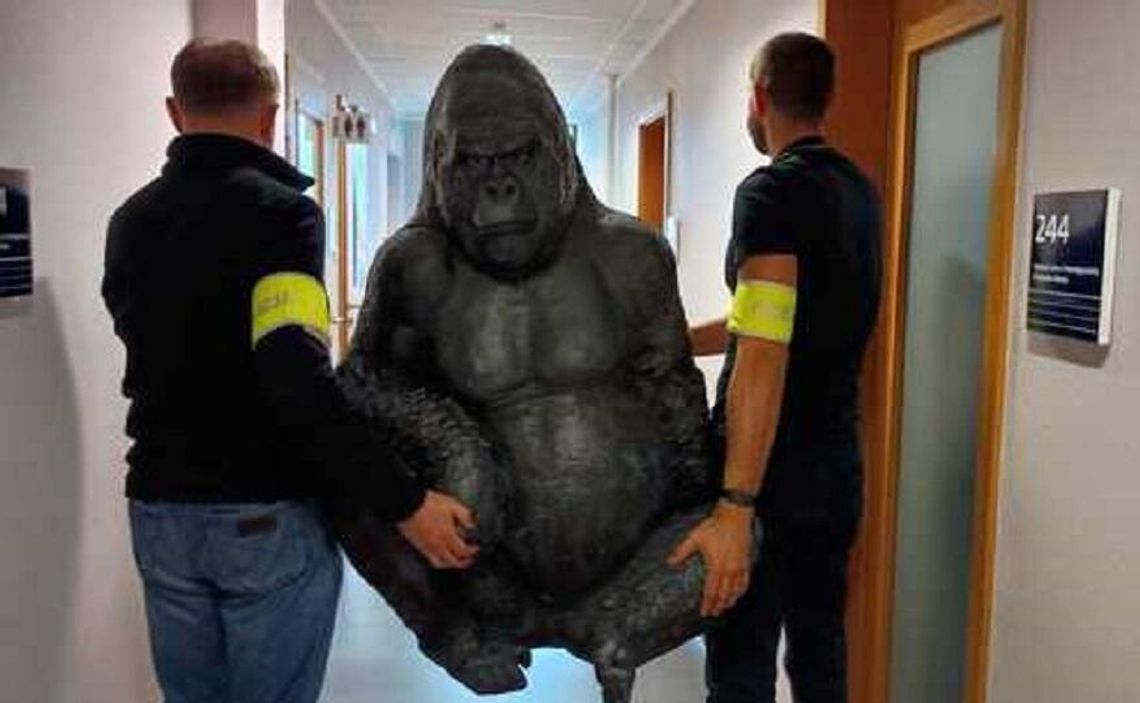 Policjanci odzyskali „uprowadzonego” goryla