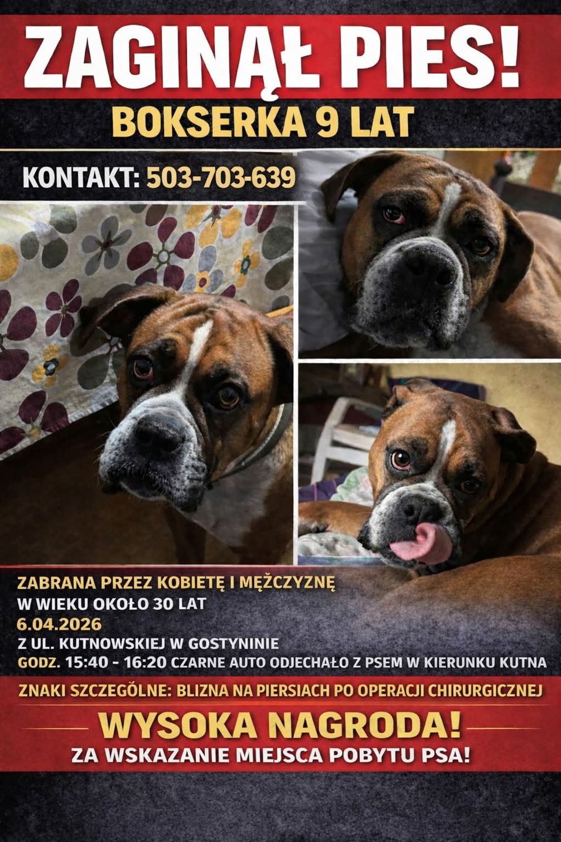 Policjanci zwracają się o pomoc w związku z zaginięciem psa