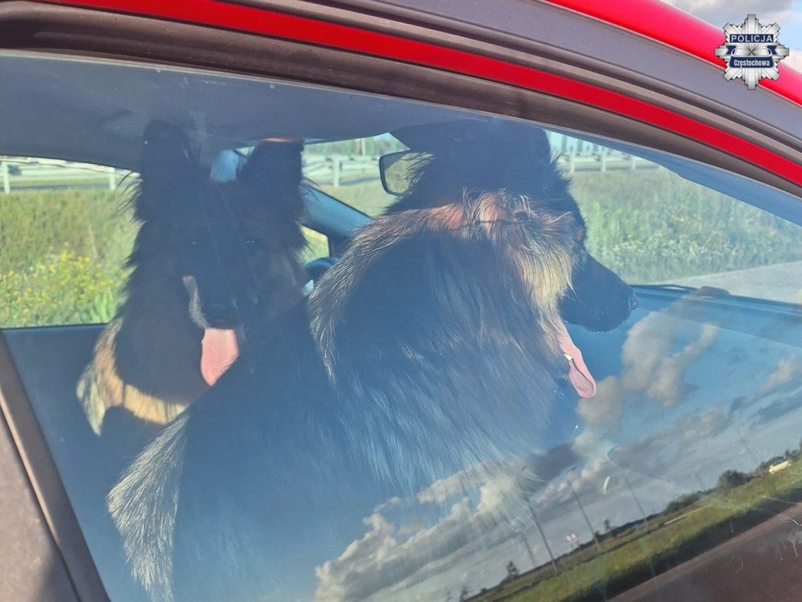 Policjantka uratowała dwa psy na drodze ekspresowej S-5