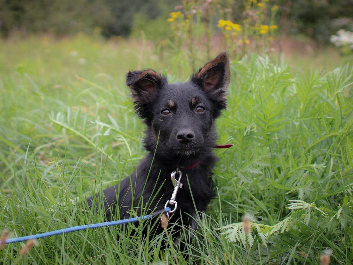 Promyk nadziei szuka domu Promyk nadziei szuka domu