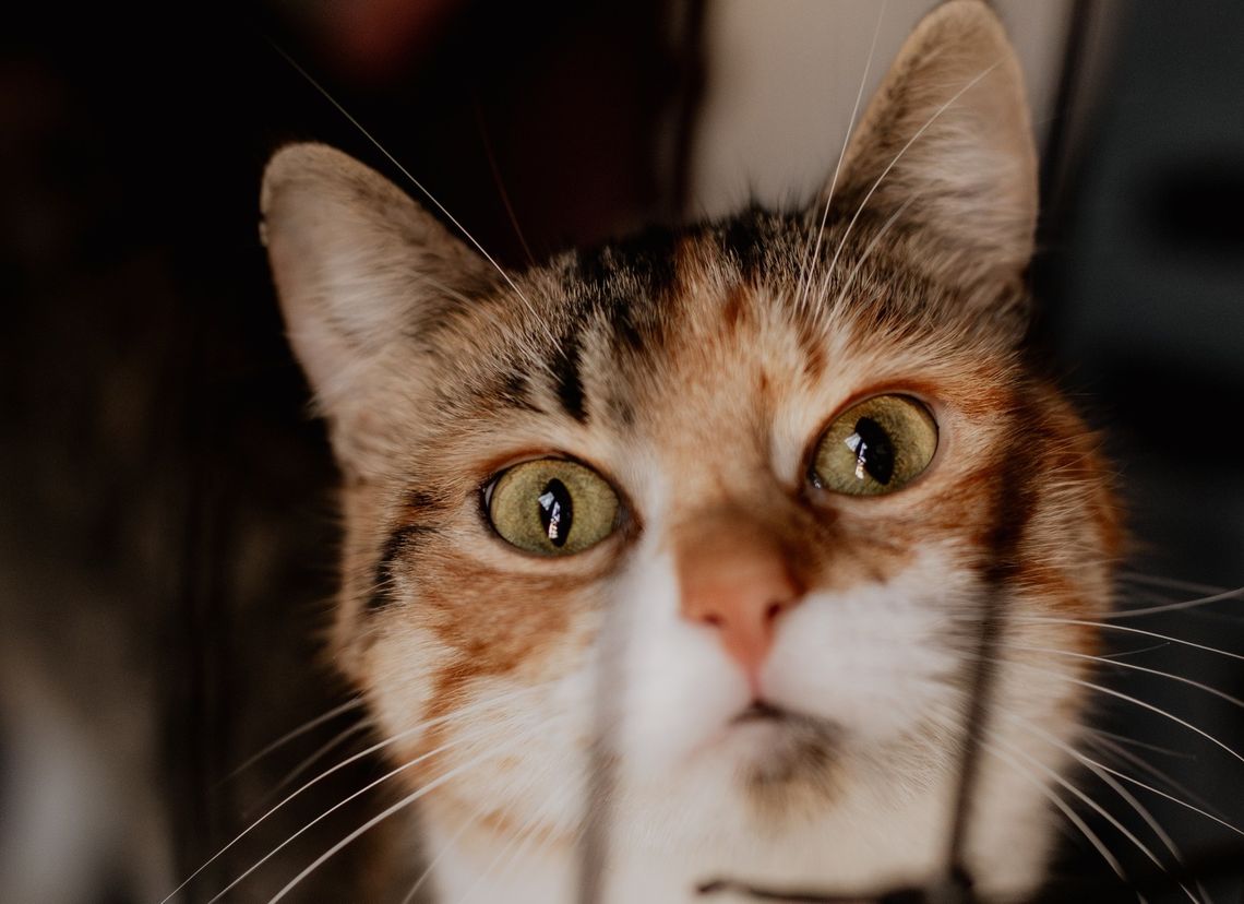 Schronisko dla zwierząt w Płocku pod lupą