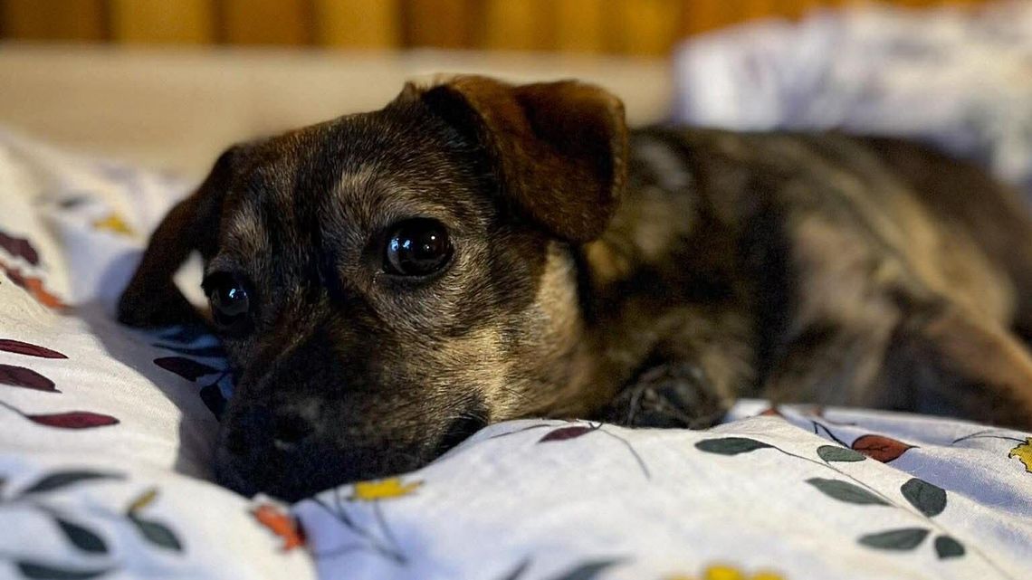 Ślicznotka Wilja nadal bez domu