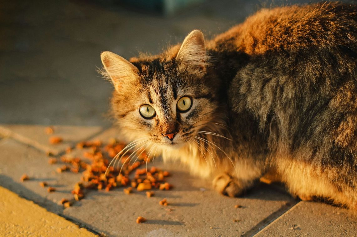 Sucha karma dla kota - jakie ma znaczenie w diecie?