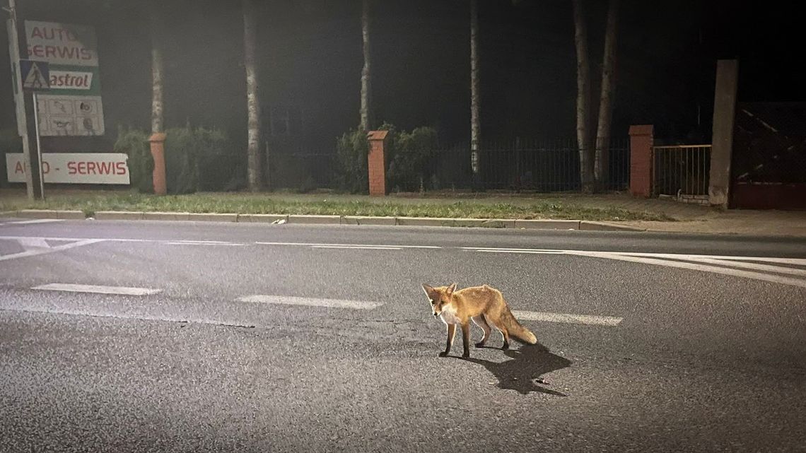 Szczepienie lisów w mazowieckich lasach