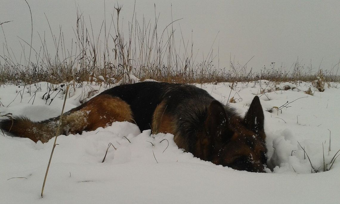 W Łącku frontem do właścicieli psów