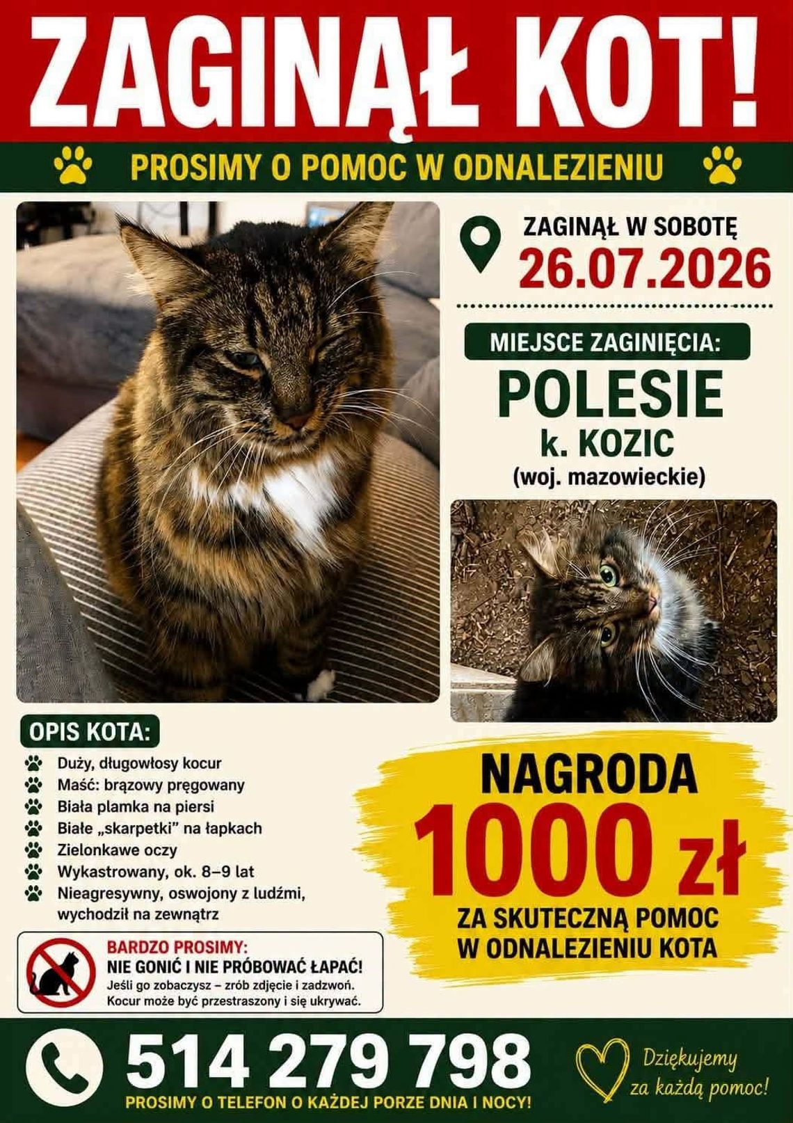 Zaginął kot w gminie Kozice. Właściciele wyznaczyli nagrodę za pomoc