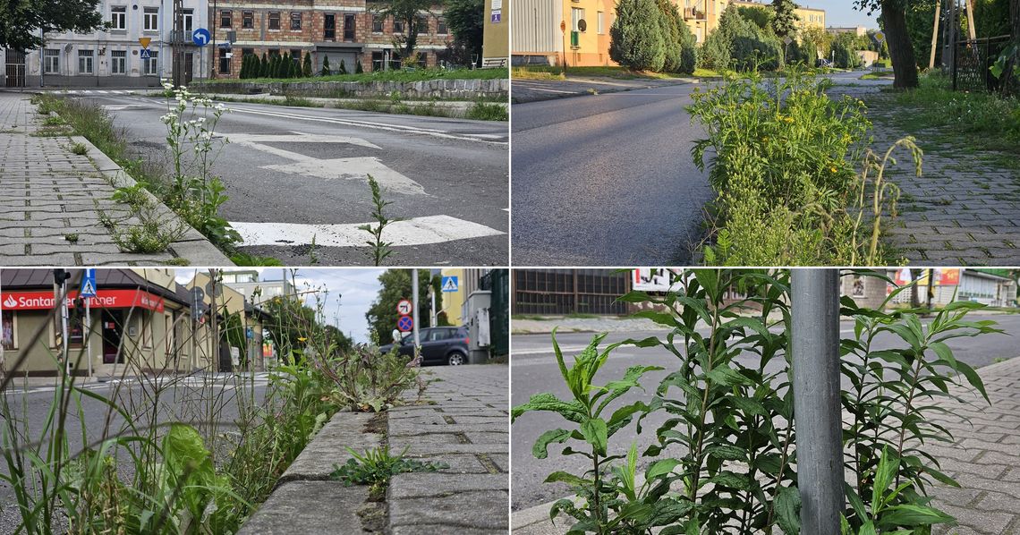 Zarośnięte drogi powiatowe w Gostyninie