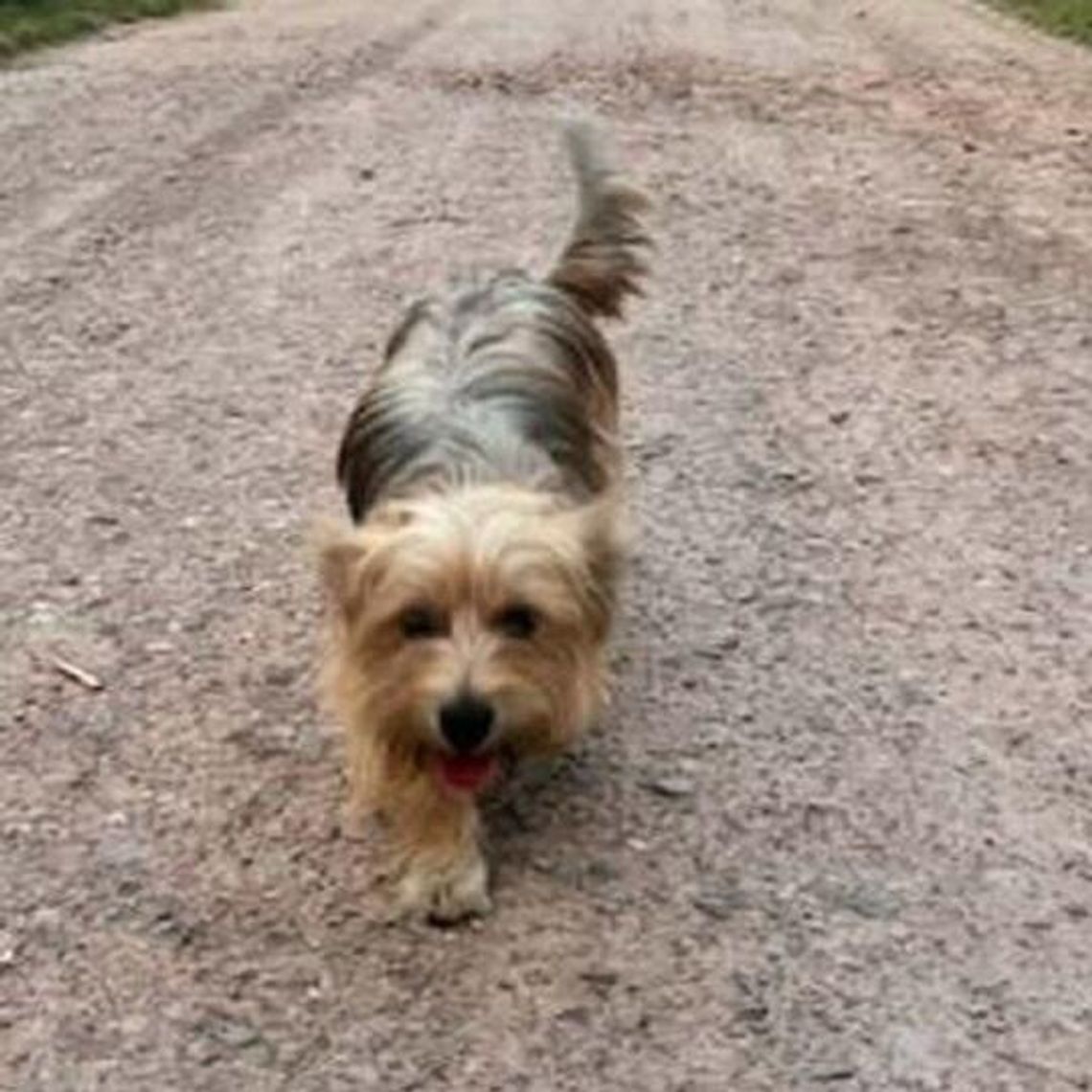 Znaleziono suczkę yorka Znaleziono suczkę yorka