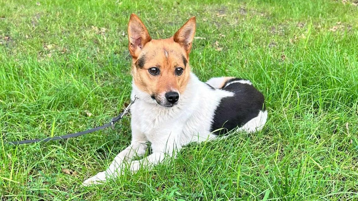 Zyzio czeka na lepsze jutro