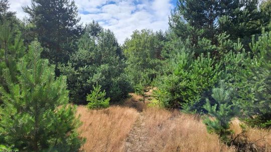 Atrakcyjna działka budowlana w otulinie lasu!