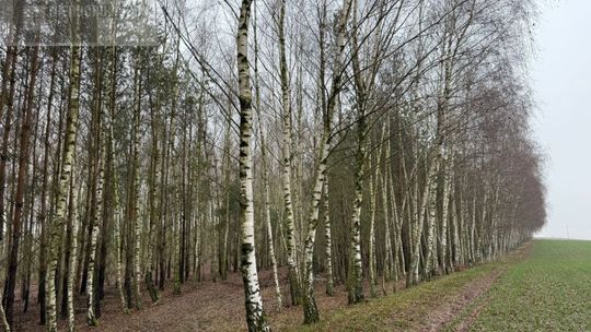 Atrakcyjna działka z warunkami zabudowy w spokojnej okolicy Atrakcyjna działka z warunkami zabudowy w spokojnej okolicy