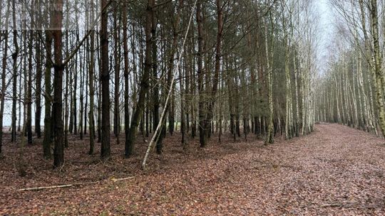 Atrakcyjna działka z warunkami zabudowy w spokojnej okolicy Atrakcyjna działka z warunkami zabudowy w spokojnej okolicy
