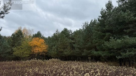 Duża atrakcyjna działka z warunkami zabudowy w atrakcyjnej cenie! Duża atrakcyjna działka z warunkami zabudowy w atrakcyjnej cenie!