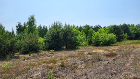 Przepięknie położona działka przy ścianie lasu