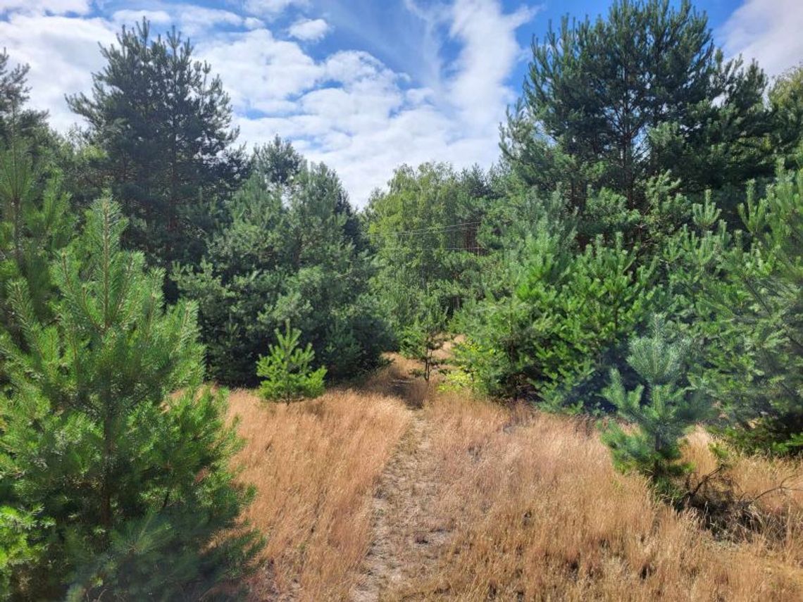 Atrakcyjna działka budowlana w otulinie lasu! Atrakcyjna działka budowlana w otulinie lasu!