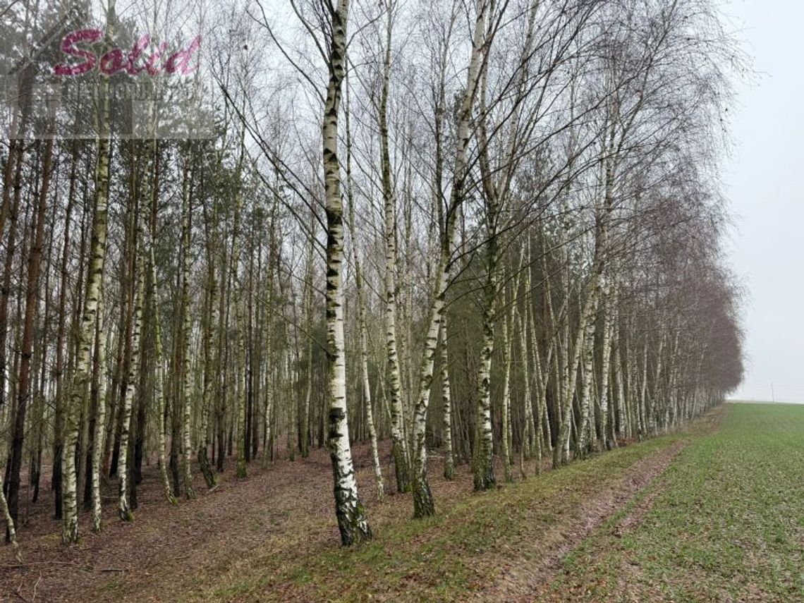 Atrakcyjna działka z warunkami zabudowy w spokojnej okolicy Atrakcyjna działka z warunkami zabudowy w spokojnej okolicy