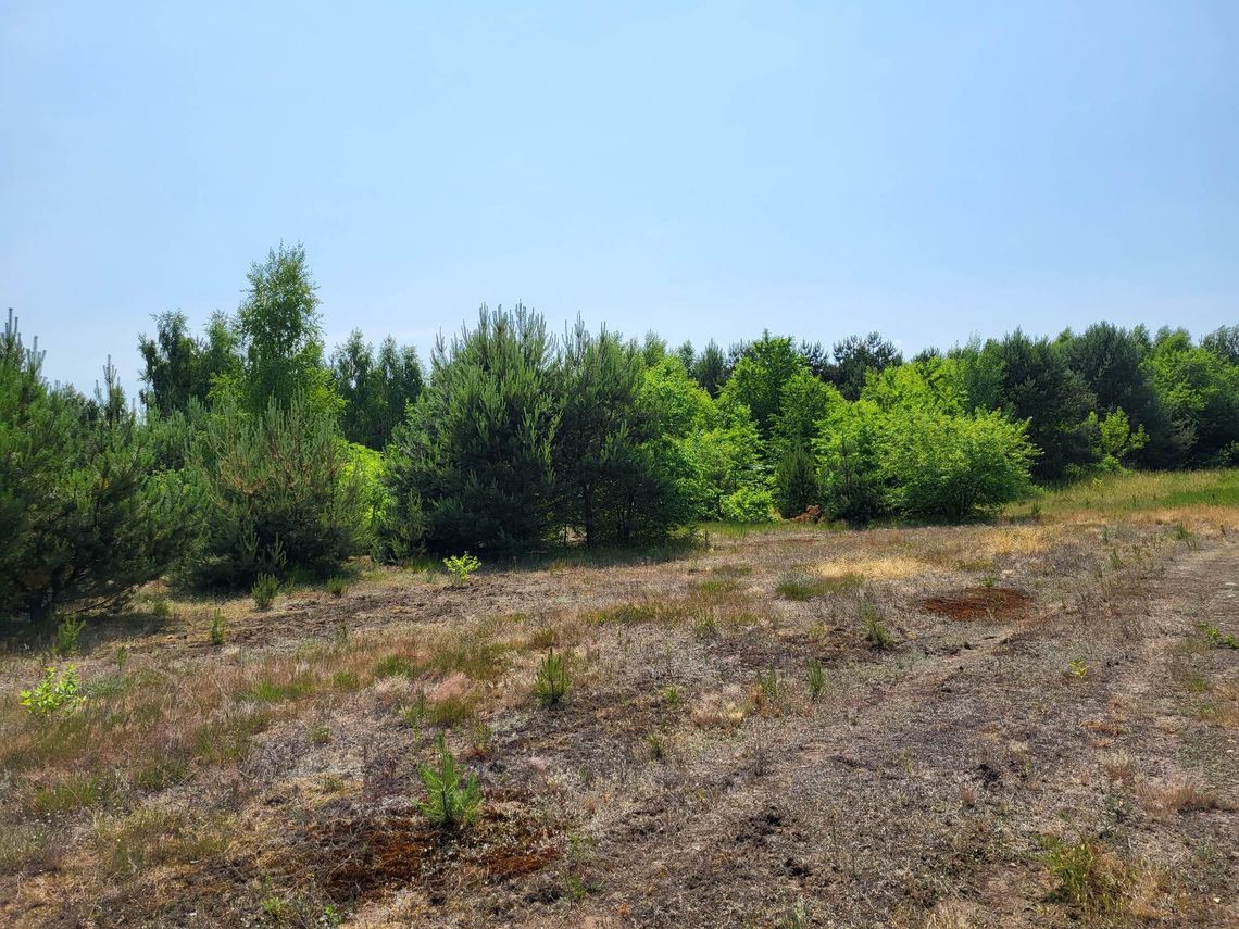 Przepięknie położona działka przy ścianie lasu Przepięknie położona działka przy ścianie lasu