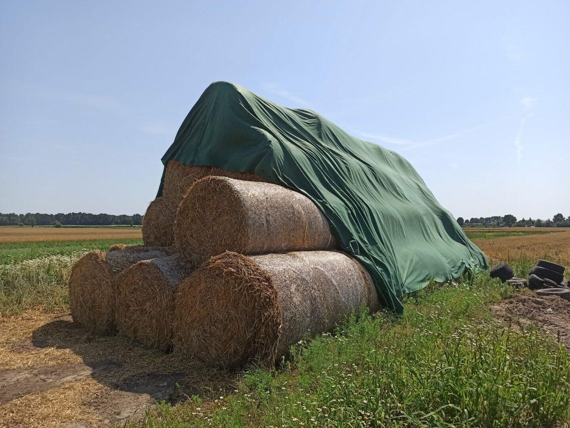 Słoma pszenżytnia "120" zeszłoroczna