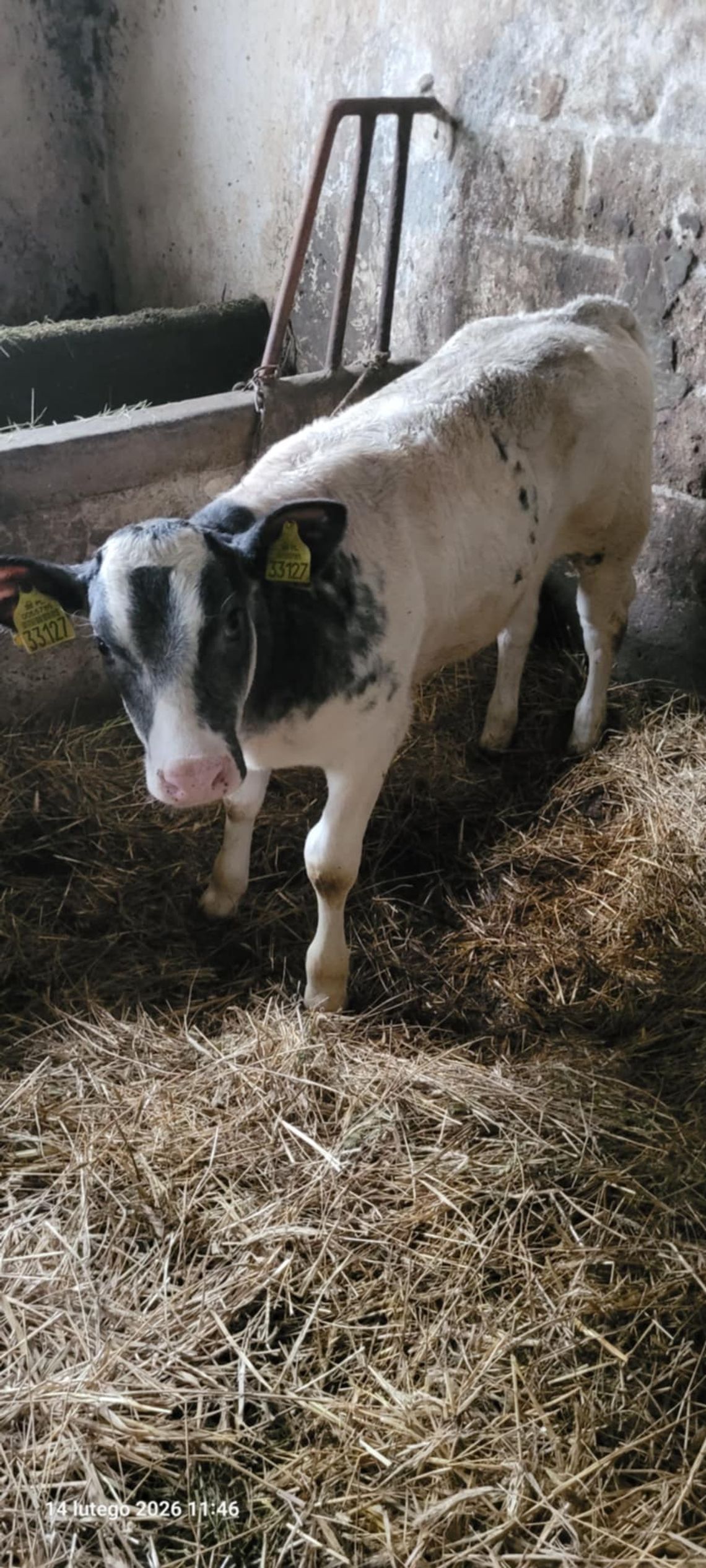 Sprzedam cieliczkę BB Sprzedam cieliczkę BB