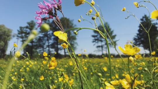 Holendry 2018, niezapomniana wycieczka uczniów z SP Nr 3