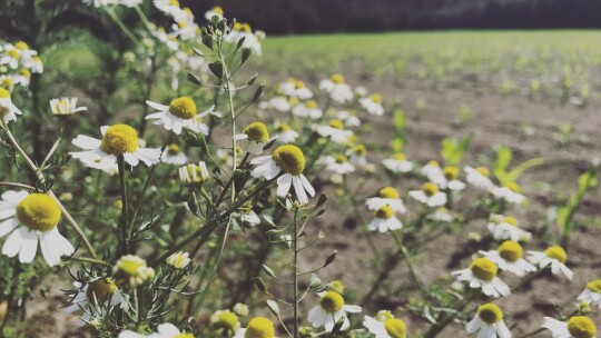 Holendry 2018, niezapomniana wycieczka uczniów z SP Nr 3