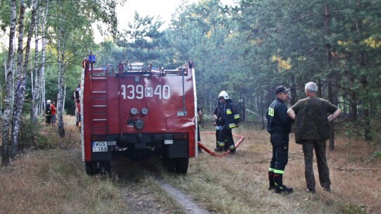 Pożar lasu w Annopolu