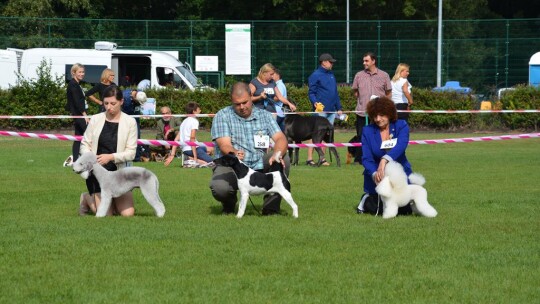 43. Mazowiecka Wystawa Psów Rasowych w Gostyninie [FOTORELACJA]