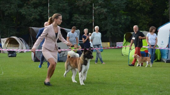 43. Mazowiecka Wystawa Psów Rasowych w Gostyninie [FOTORELACJA]