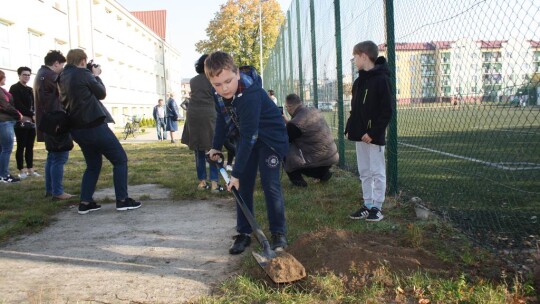 100 drzew dla niepodległej Polski