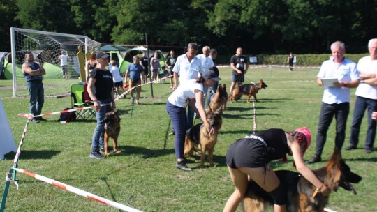 Golden retriever zwycięzcą wystawy psów rasowych