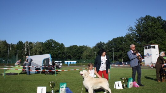 Golden retriever zwycięzcą wystawy psów rasowych