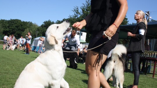 Golden retriever zwycięzcą wystawy psów rasowych