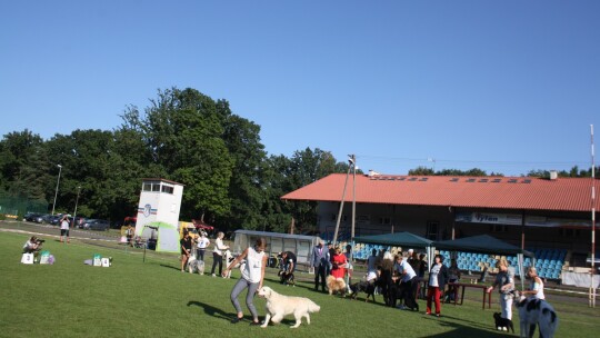 Golden retriever zwycięzcą wystawy psów rasowych