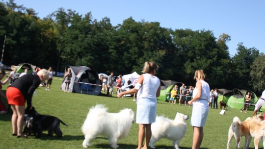 Golden retriever zwycięzcą wystawy psów rasowych