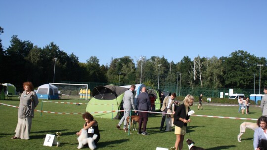 Golden retriever zwycięzcą wystawy psów rasowych