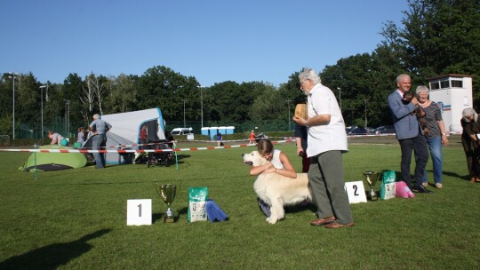 Golden retriever zwycięzcą wystawy psów rasowych