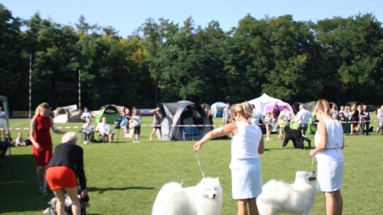 Golden retriever zwycięzcą wystawy psów rasowych