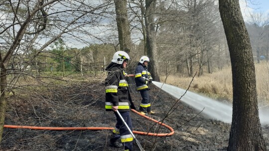 Pożar traw w Zuzinowie