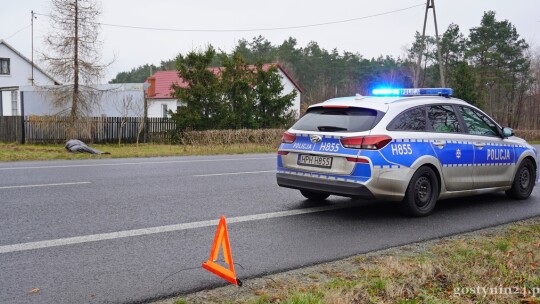 Samochód roztrzaskany, sarna zabita